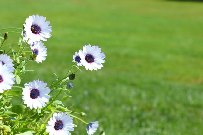 g beach - lungomare sud civitanova - FDM (12)