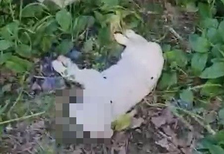 cane mogliano_censored