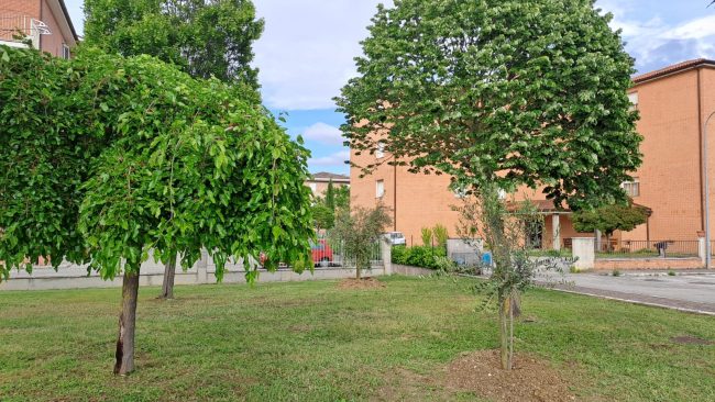 Beljdi Seferi alberi matelica (1)