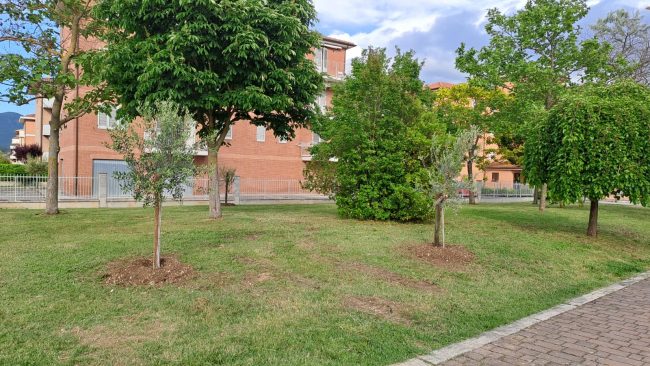 Beljdi Seferi alberi matelica (3)