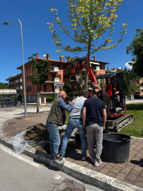 Beljdi Seferi alberi matelica (4)