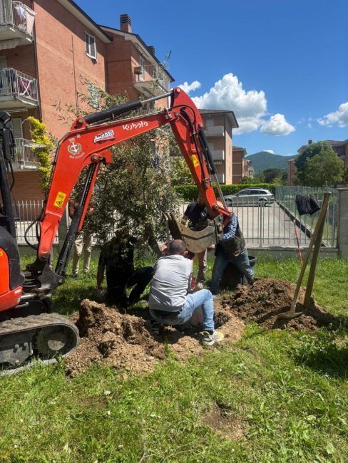 Beljdi Seferi alberi matelica (8)