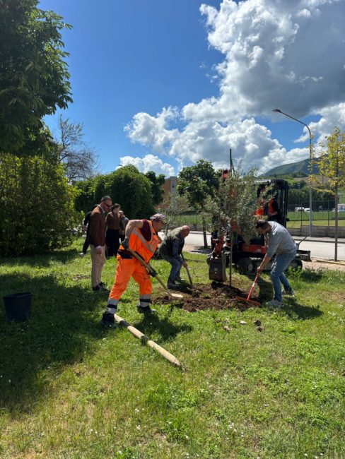 Beljdi Seferi alberi matelica (9)
