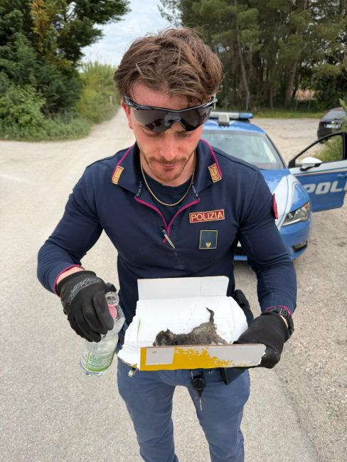 gatto polizia