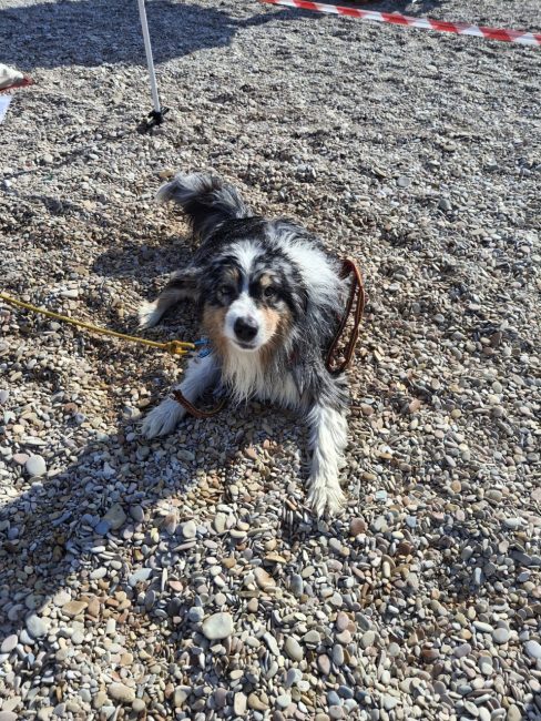 cani croce del sud civitanova (1)