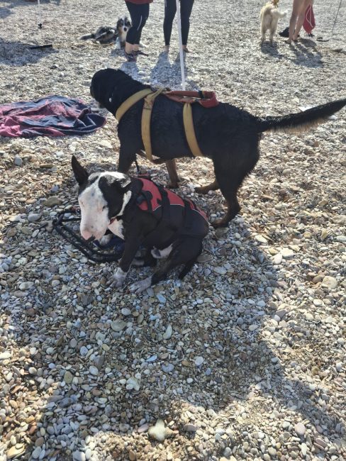 cani croce del sud civitanova (19)