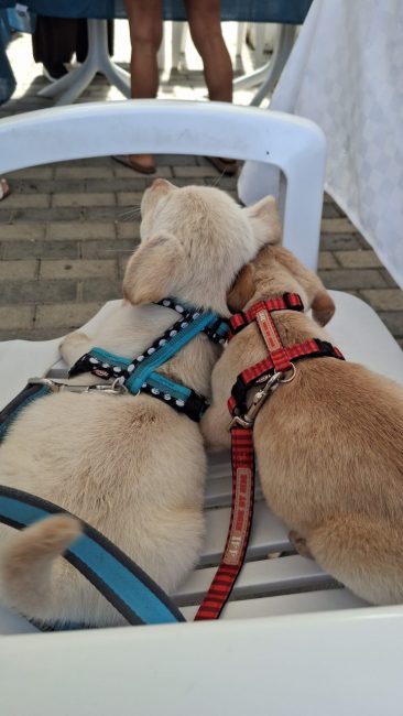 cani croce del sud civitanova (7)