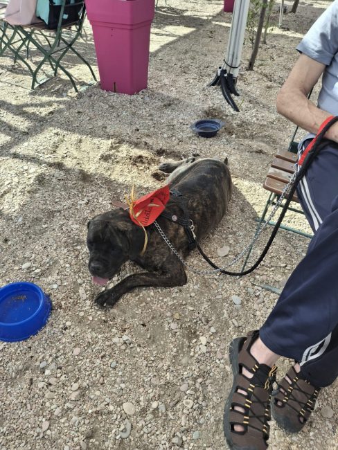 cani croce del sud civitanova (8)