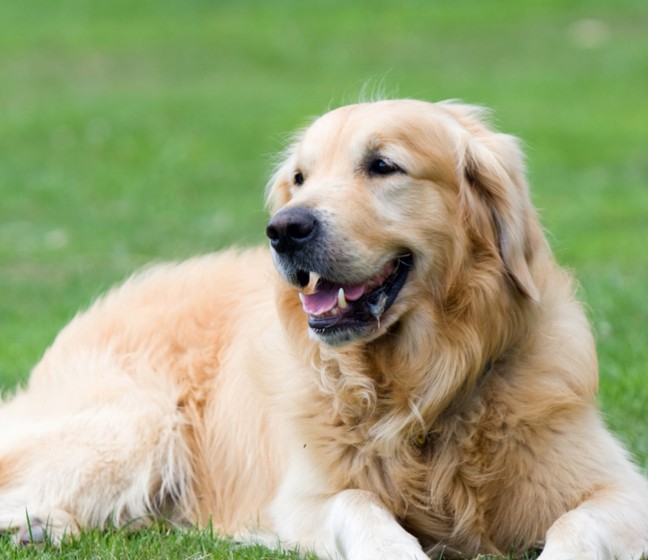 golden retriever