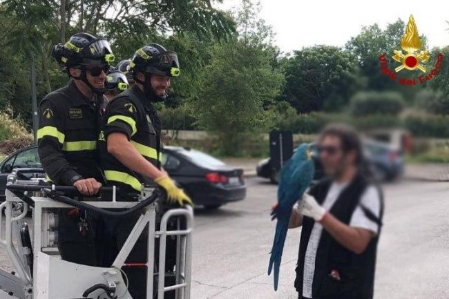 pappagallo ara vigili fuoco (1)