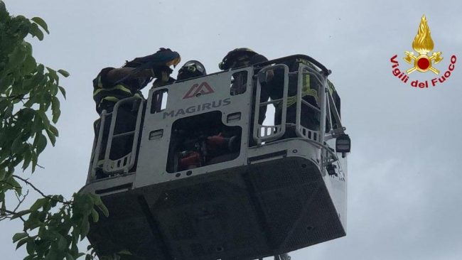 pappagallo ara vigili fuoco (2)