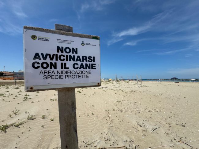 spiaggia fratino aloha ippocampo lungoma re nord (3)