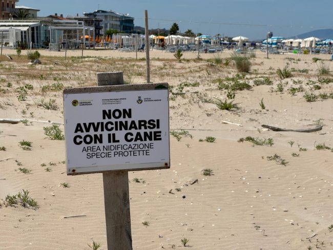 spiaggia fratino aloha ippocampo lungoma re nord (4)