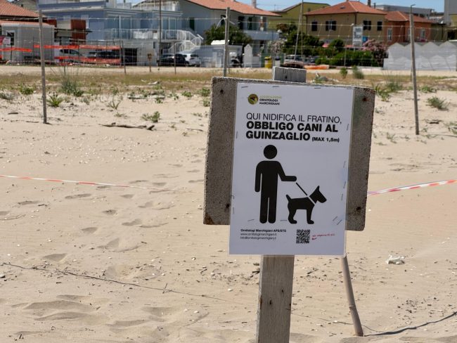 spiaggia fratino aloha ippocampo lungoma re nord (5)