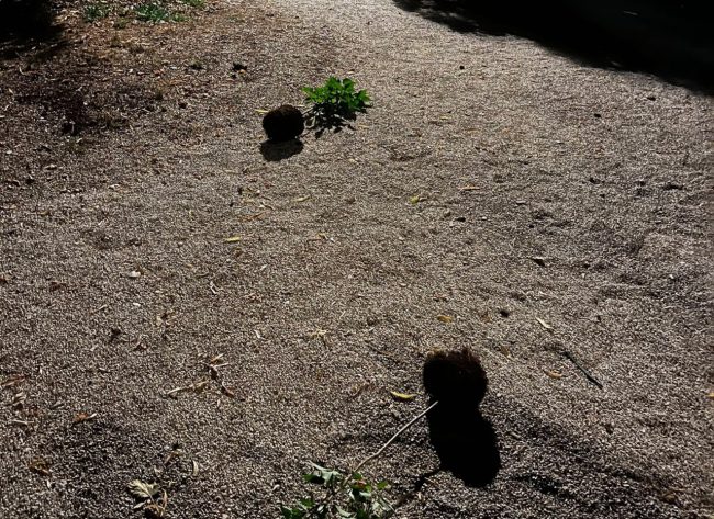 alberi sradicati matelica