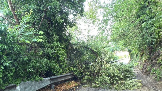 maltempo temporale civitanova alberi caduti 10