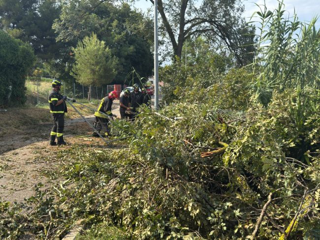 maltempo temporale civitanova alberi caduti 6