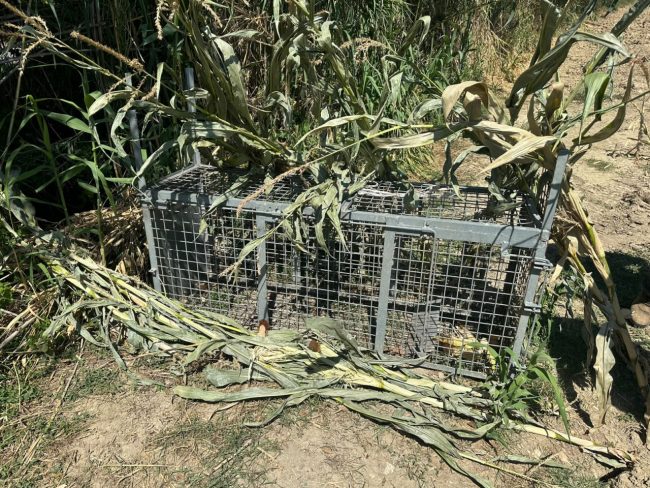 trappola per animali selvatici