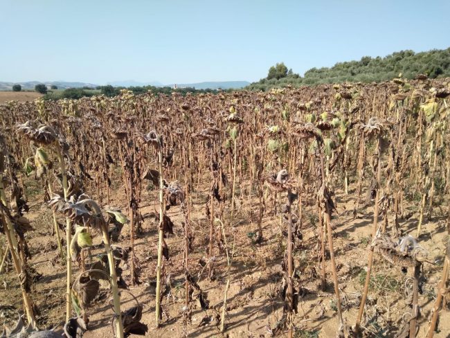 Girasoli caldo 33