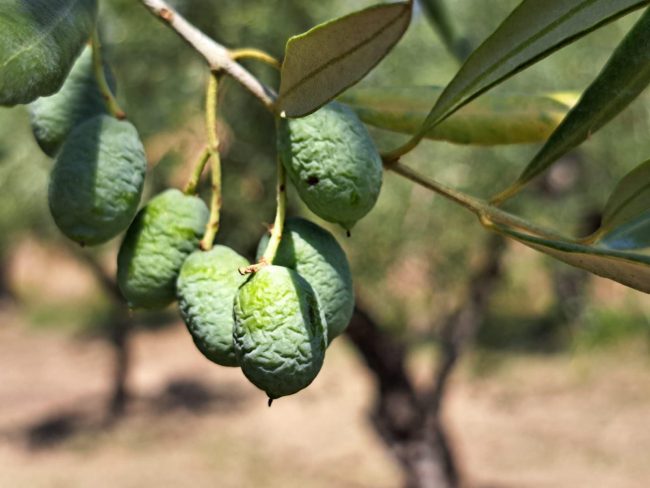 Olivo caldo