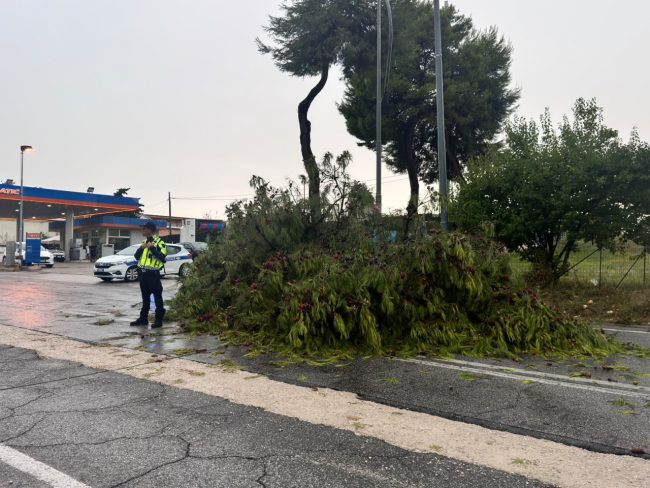 albero caduto (5)