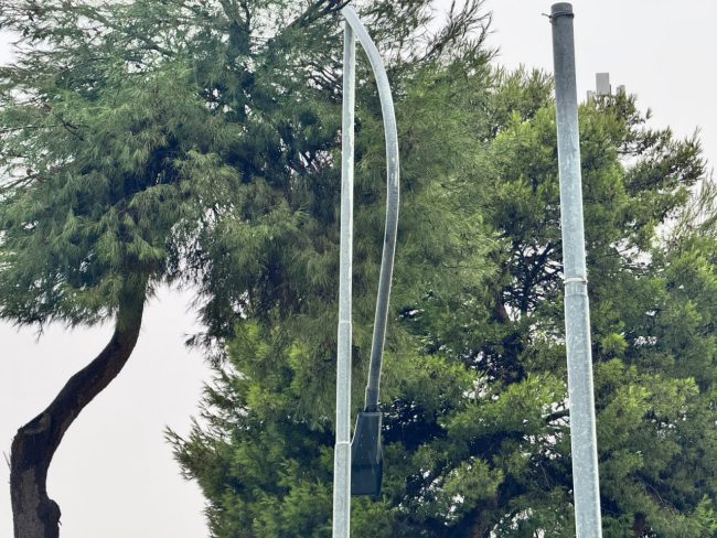 albero caduto (6)