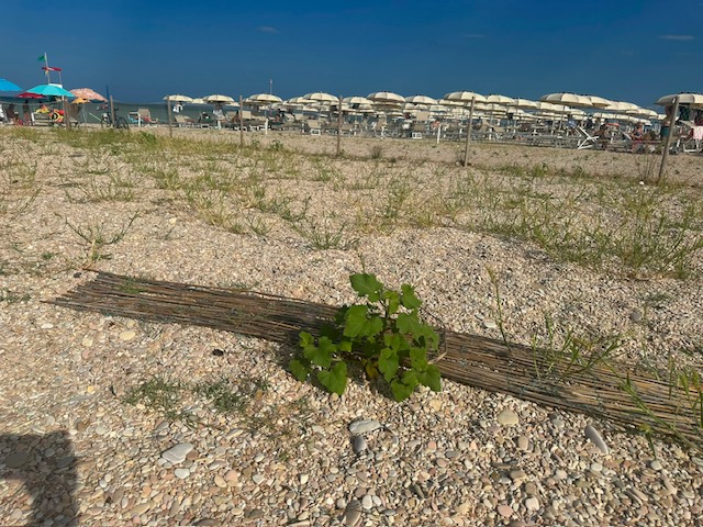 area cani (3)