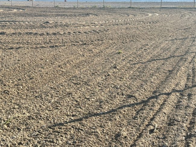 area cani lungomare sud civitanova (2)