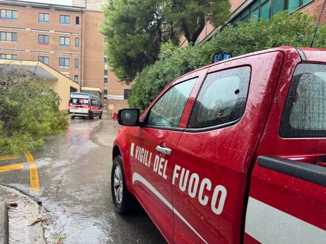 pianta caduta pronto soccorso civitanova vigili del fuoco (1)