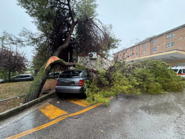 pianta caduta pronto soccorso civitanova vigili del fuoco (3)