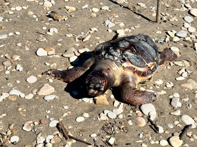 tartaruga morta spiaggia civitanova foce chienti (1)