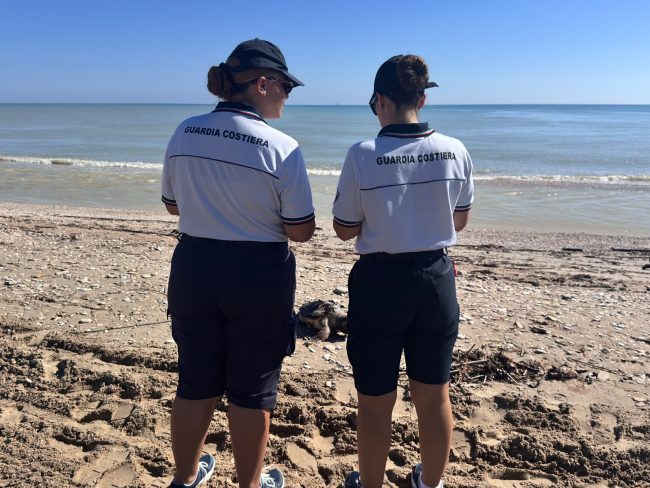 tartaruga morta spiaggia civitanova foce chienti guardia costiera
