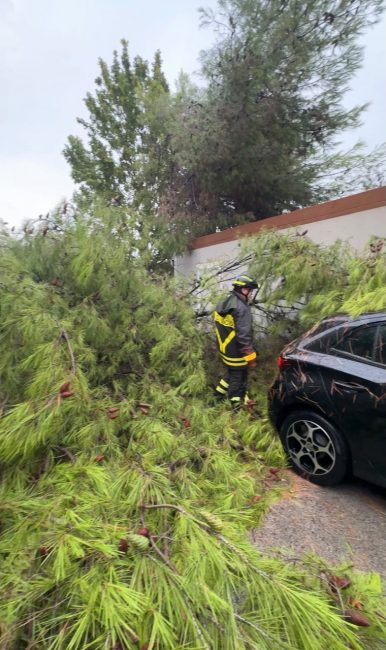 vigili del fuoco civitanova pianta caduta