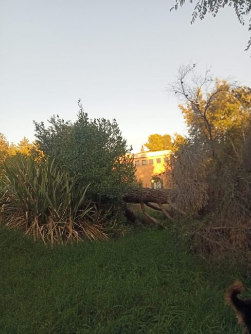 albero collevario