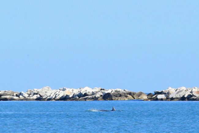 delfini porto potenza (1)