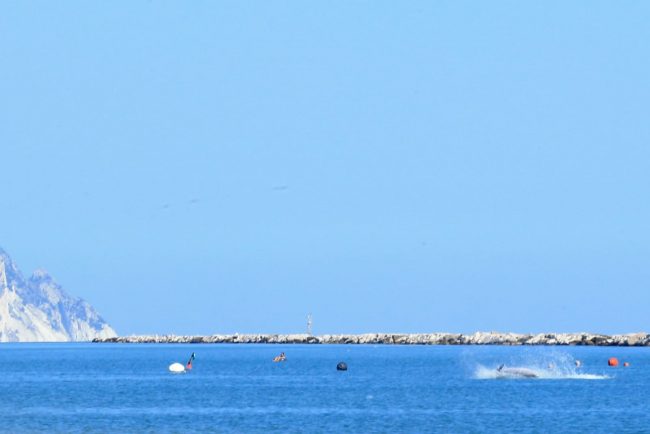 delfini porto potenza (2)