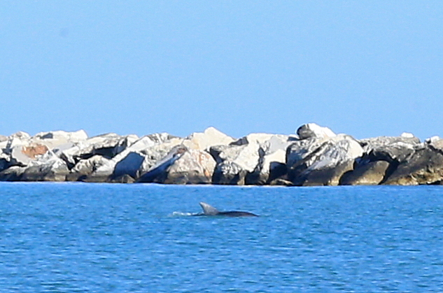 delfini porto potenza (4)