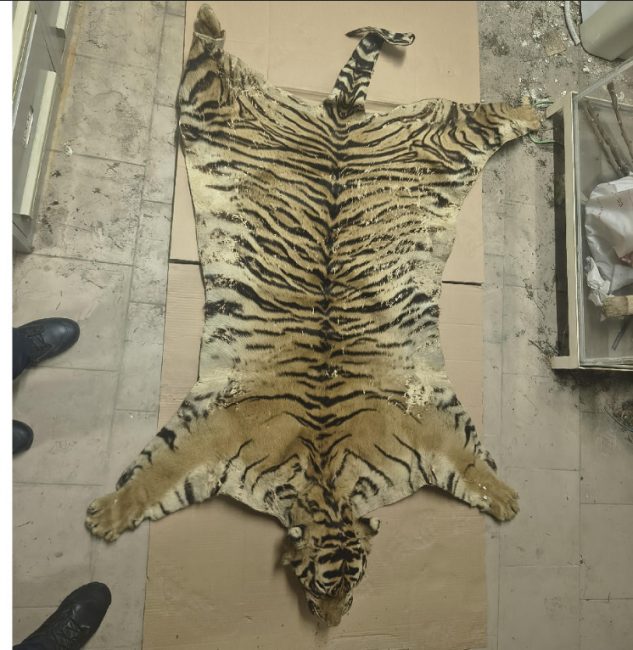 pelle tigre camerino