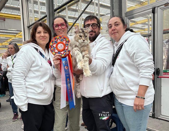gatto maine coon san severino olimpia (1)