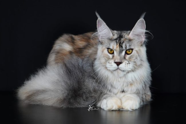 gatto olimpia maine coon san severino