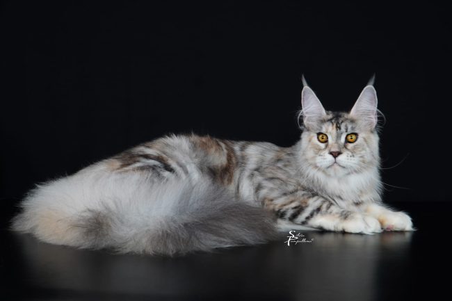 olimpia maine coon san severino gatto