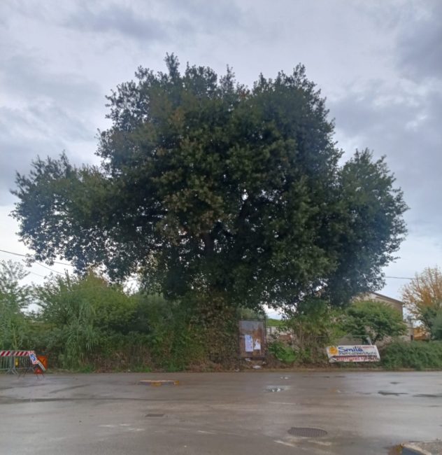 querce strada lauretana fontanelle morrovalle 2