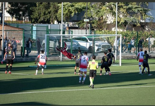 sbaffo trodica aurora 2-0